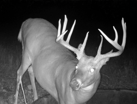 5 Tips for Successful Archery Hunting During the Whitetail Rut